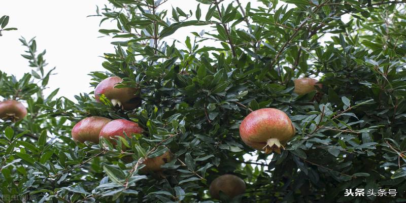 石榴树栽在院子哪里好(院子能种石榴嘛)