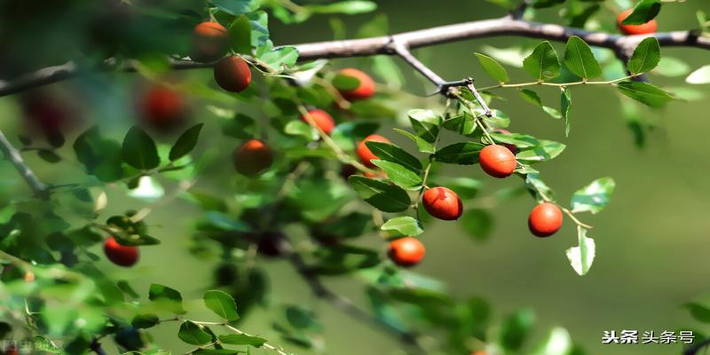 石榴树栽在院子哪里好(院子能种石榴嘛)