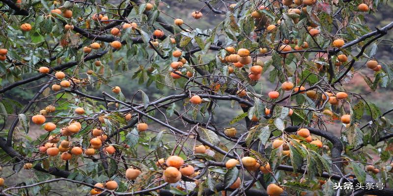 石榴树栽在院子哪里好(院子能种石榴嘛)