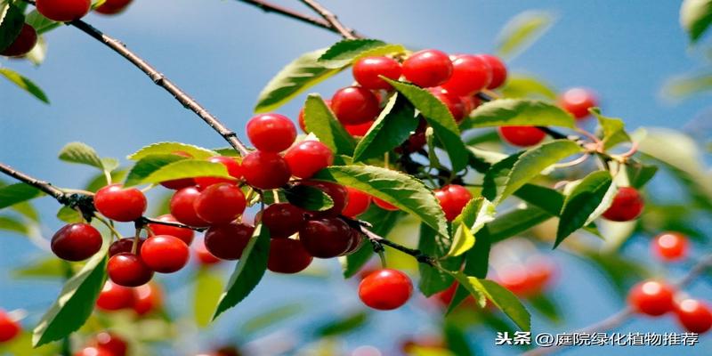 樱桃树庭院种植什么方位(庭院种樱花树风水好不好)