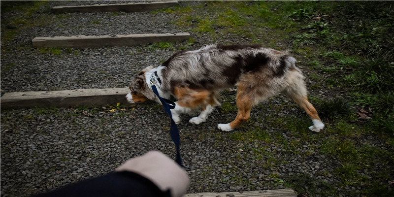 象神是什么神(象神的含义)