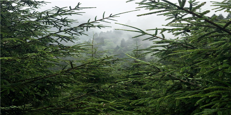 小花仙花语 十二星座代表的花(12星座小花仙)