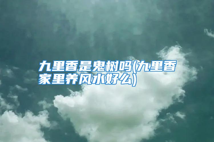 九里香是鬼树吗(九里香家里养风水好么)