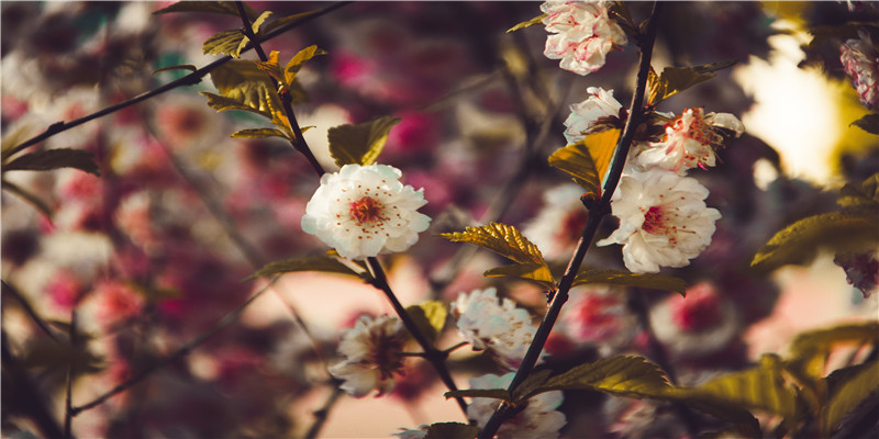 小花仙花语 十二星座代表的花(12星座小花仙)