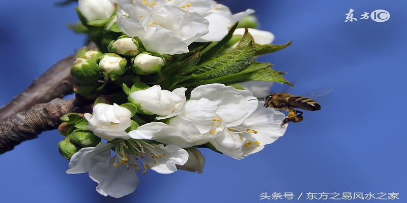 八字天喜什么意思(命理风水中的桃花)