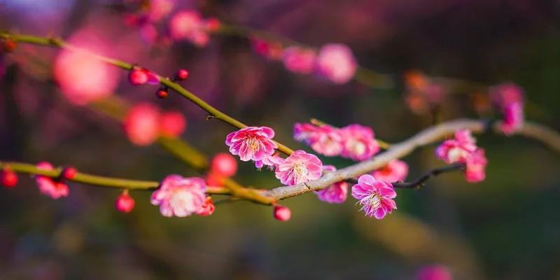 邵康节梅花易数(梅花易数的占卜心法)