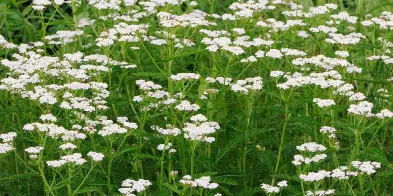 铜钱怎么算卦解卦(施主算一卦吗)