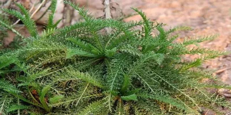 铜钱怎么算卦解卦(施主算一卦吗)