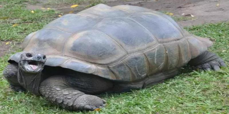 铜钱怎么算卦解卦(施主算一卦吗)