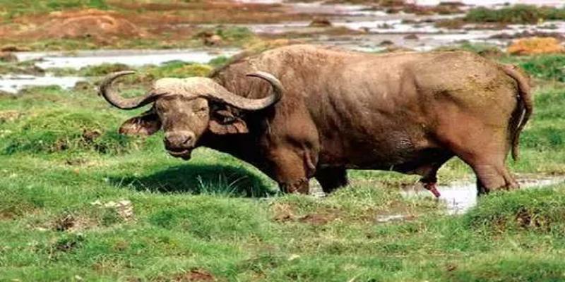 铜钱怎么算卦解卦(施主算一卦吗)