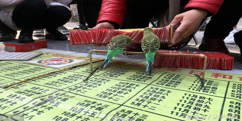 青州毛耳算卦准吗(先生用鸟算命)