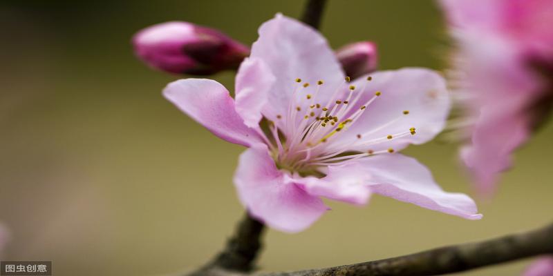 八字命理如何取用神(八字怎么取用神)