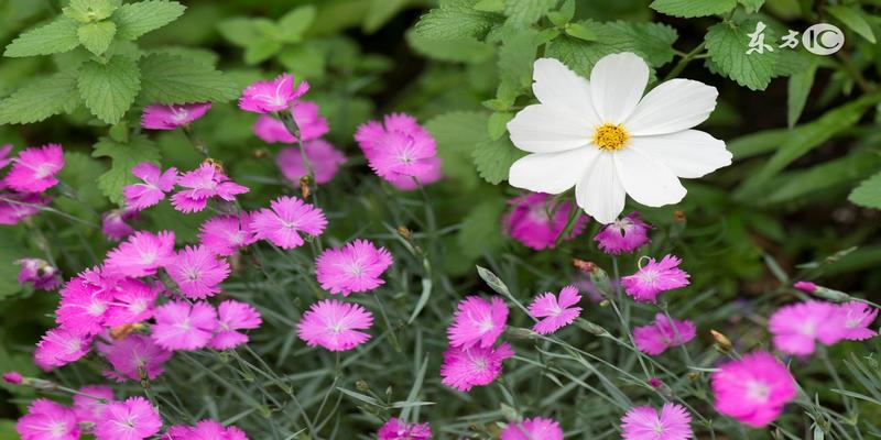 八字喜木怎么补(宜多养植物盆景旺运的生肖)