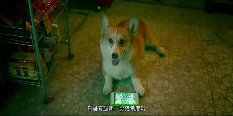 八字大运杀杀(今年最惊艳的香港)