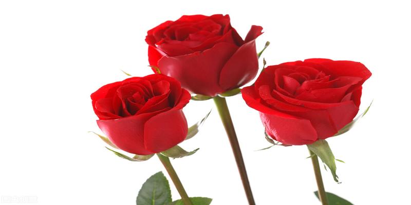 八字怎么看配偶年龄大小(你知道为什么年龄差距大的婚姻更加长久吗)