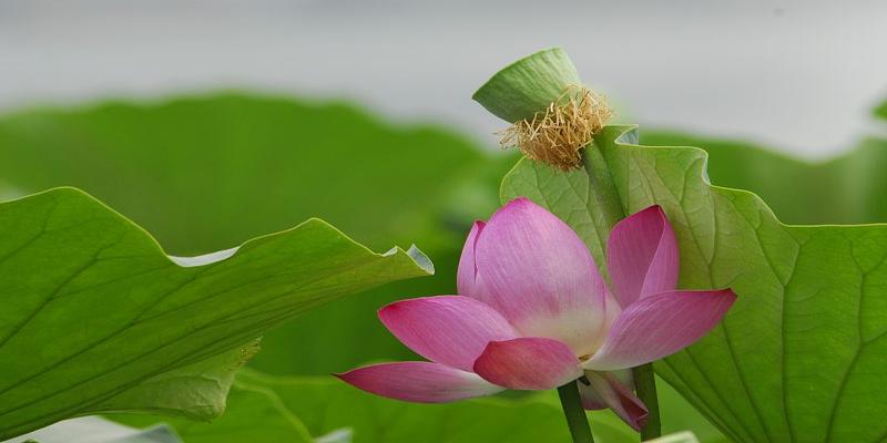 八字提要庚日(三伏天刚要熬完)