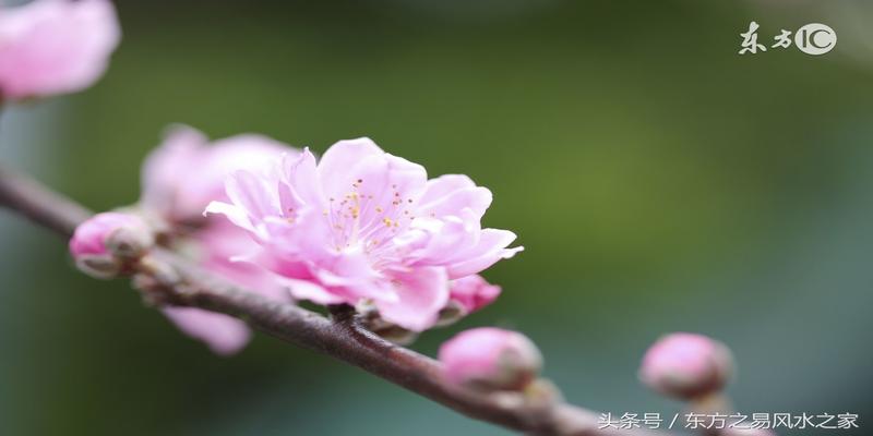 八字桃花有几种(命理风水中的桃花)