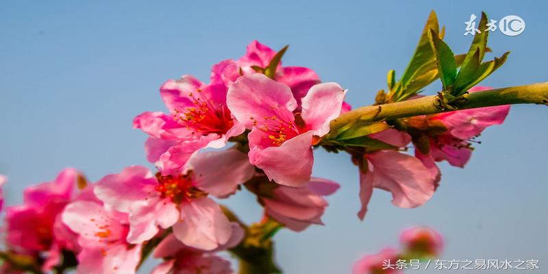 八字桃花有几种(命理风水中的桃花)