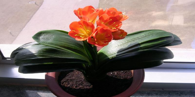 八字水过旺有什么影响(家中常见的6种花要“穷养”)