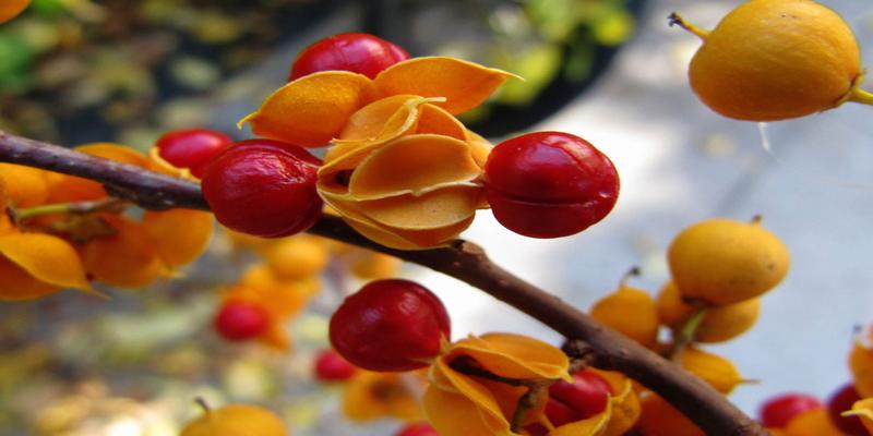 八字看桃花的口诀(从八字揭秘桃花的种种真相)