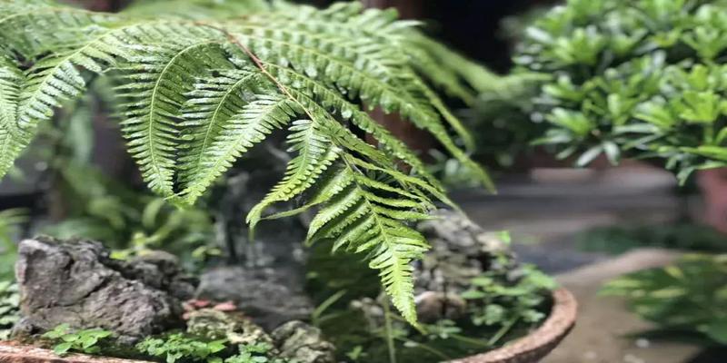 八字真言的正确读音(王阳明的“八字真言”)