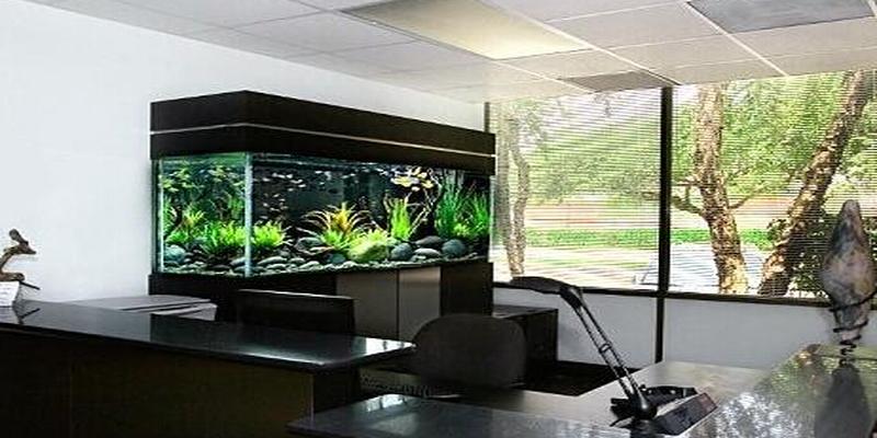 办公室鱼缸的摆放位置风水(办公室养鱼风水讲究)