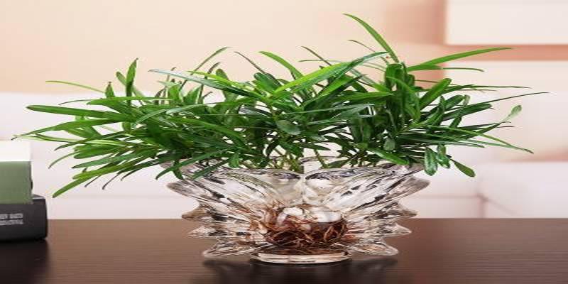 百合花在风水中有什么说法(屋内花草别乱放)