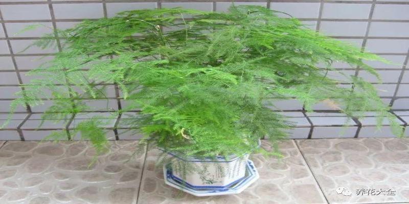 办公室养带刺的植物风水禁忌(25种吉祥花)