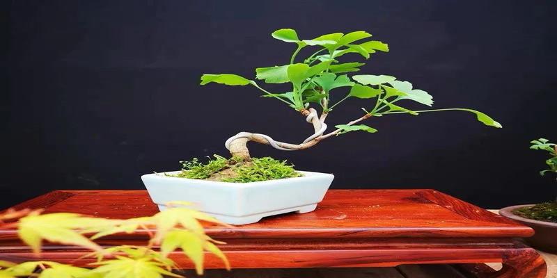 碧玉花的风水寓意(这6种花寓意喜庆)