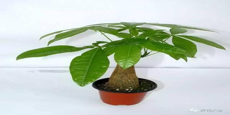 厨房养花风水禁忌(客厅厨房放盆花)