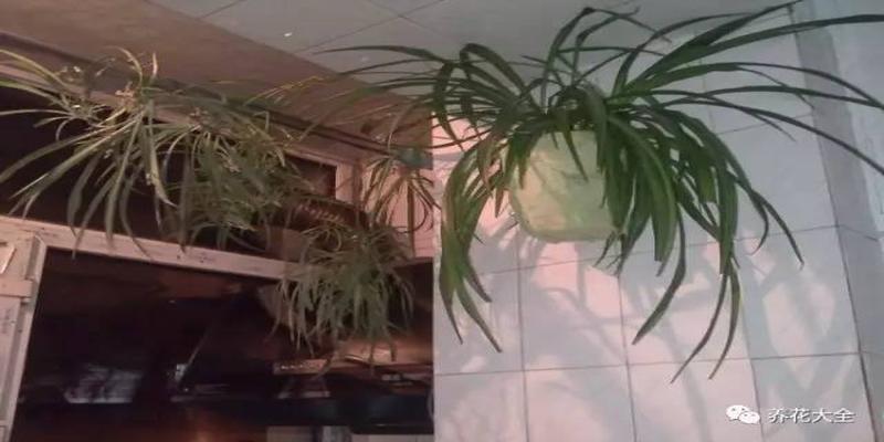 厨房养花风水禁忌(客厅厨房放盆花)