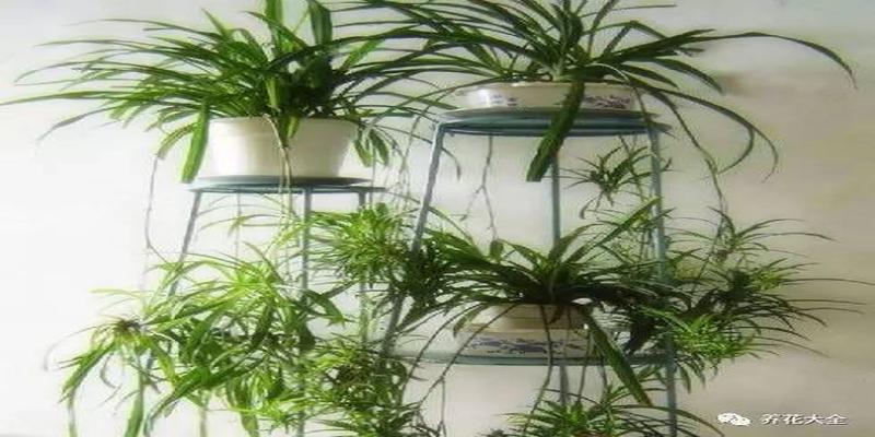 厨房养花风水禁忌(客厅厨房放盆花)