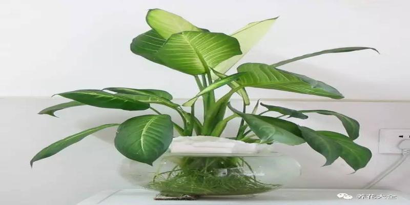 厨房养花风水禁忌(客厅厨房放盆花)