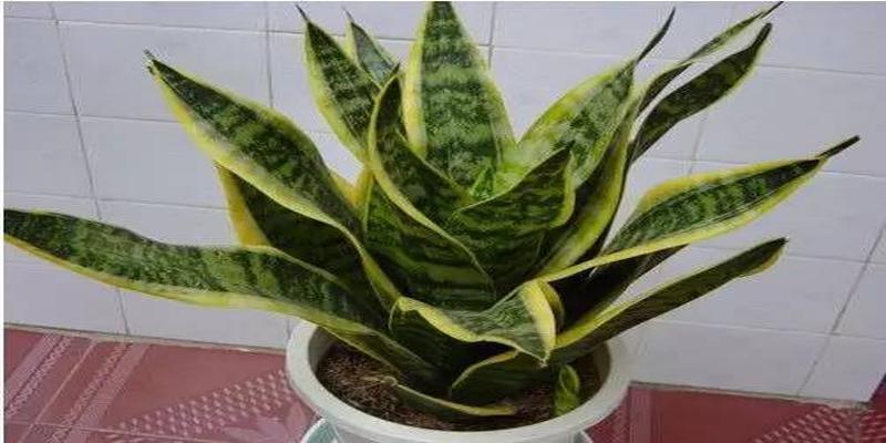 厨房养花风水禁忌(客厅厨房放盆花)