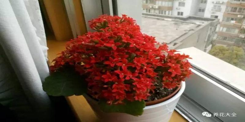 厨房养花风水禁忌(客厅厨房放盆花)