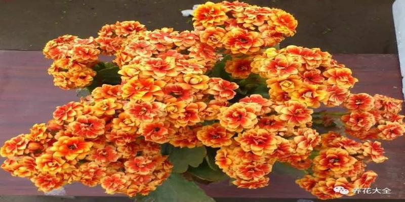 厨房养花风水禁忌(客厅厨房放盆花)
