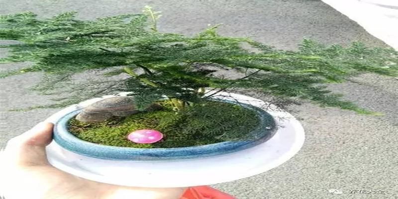 厨房养花风水禁忌(客厅厨房放盆花)