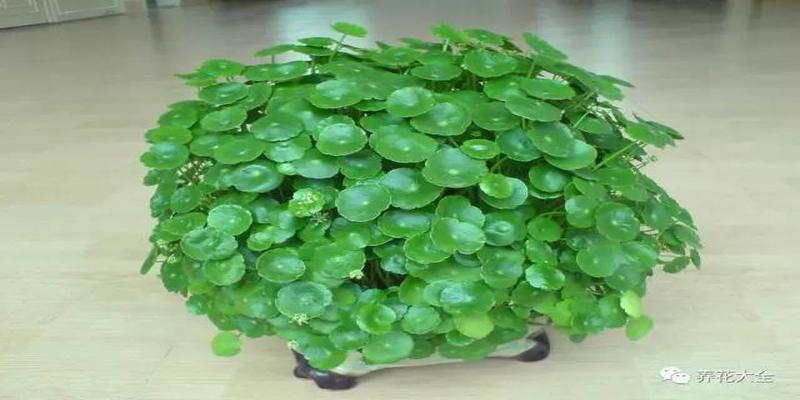 厨房养花风水禁忌(客厅厨房放盆花)