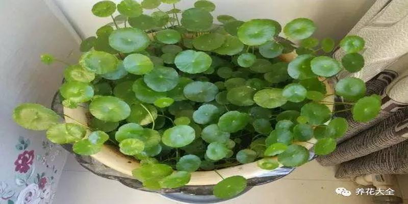 厨房养花风水禁忌(客厅厨房放盆花)