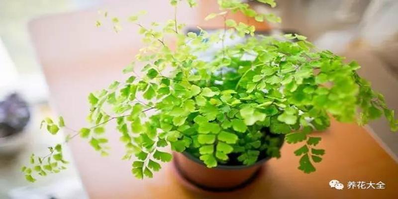 厨房养花风水禁忌(客厅厨房放盆花)
