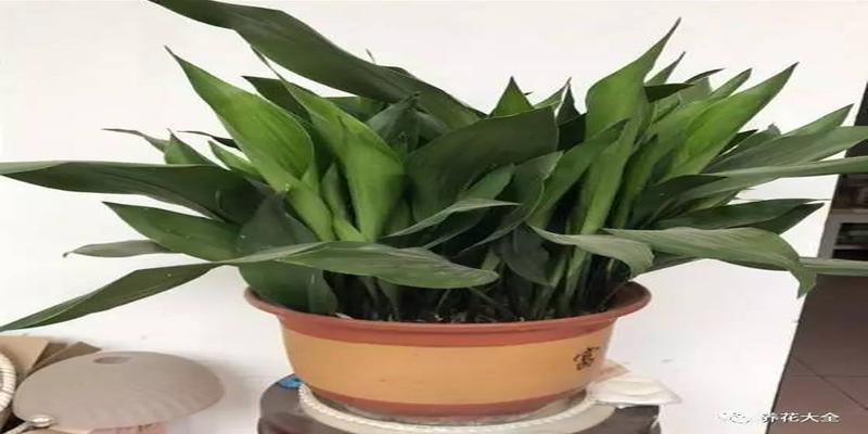 厨房养花风水禁忌(客厅厨房放盆花)