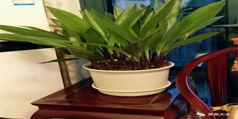 厨房养花风水禁忌(客厅厨房放盆花)