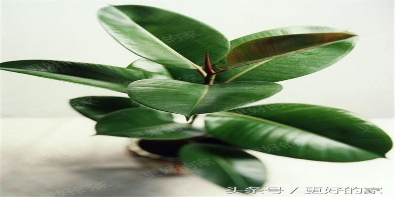 巴西铁树风水(阳台植物也有风水讲究)