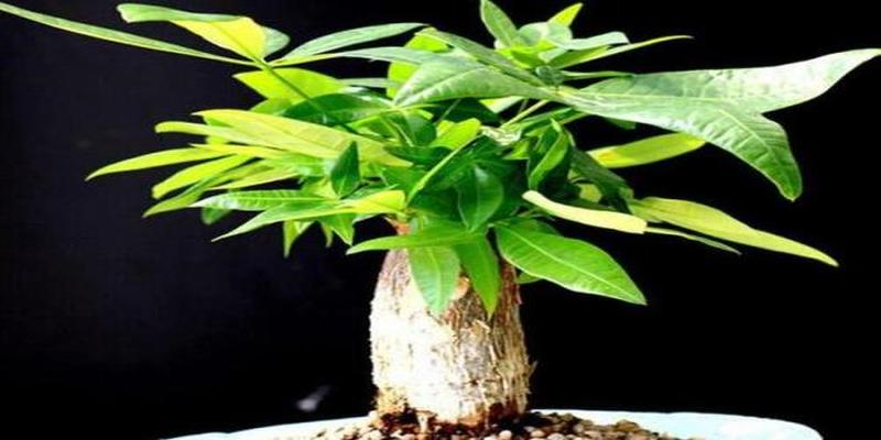 办公室多肉的风水意义(办公室绿植风水有讲究)