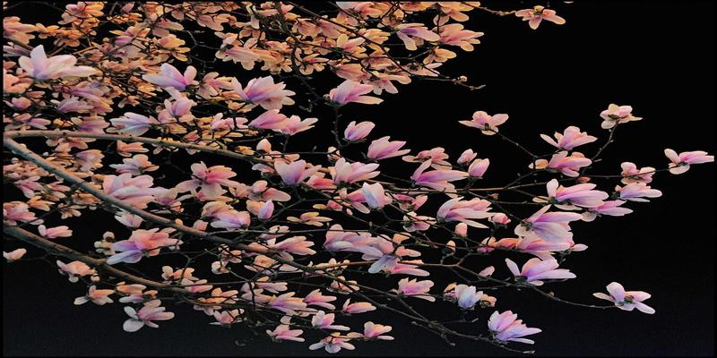 白玉兰花的寓意和风水(3月何处不飞花)