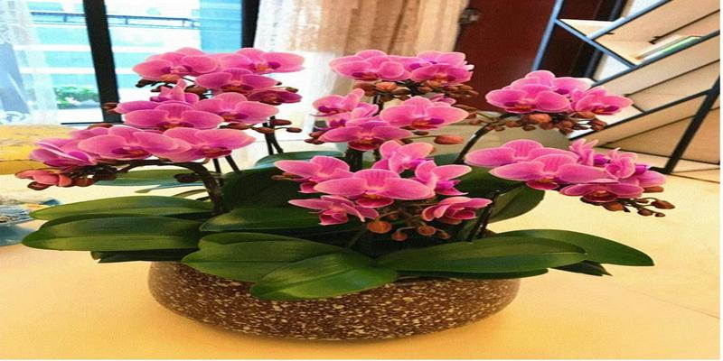 办公室摆什么花风水好招财(适合办公室几款开花植物)