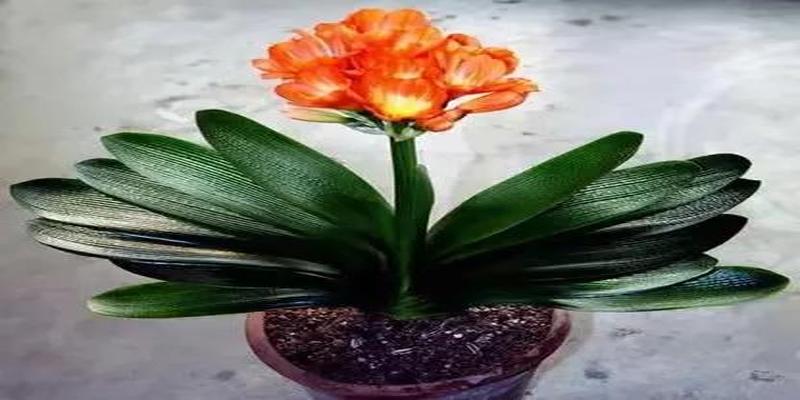 办公室摆什么花风水好招财(适合办公室几款开花植物)