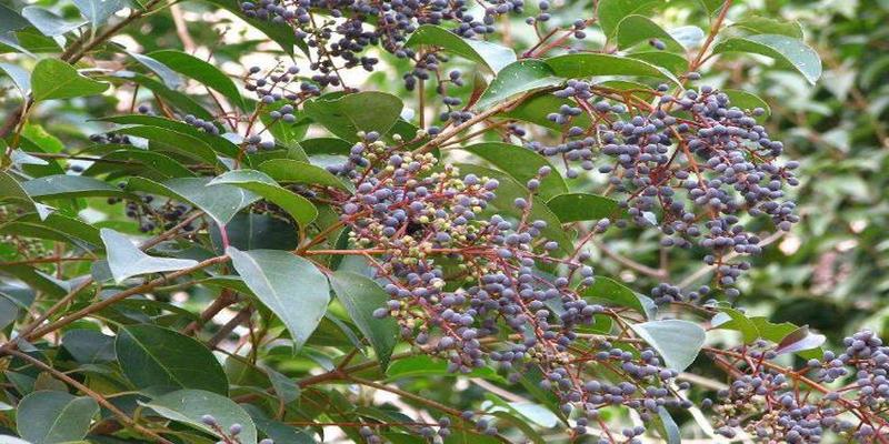 白皮松的风水作用(关中地区最适合种什么树)