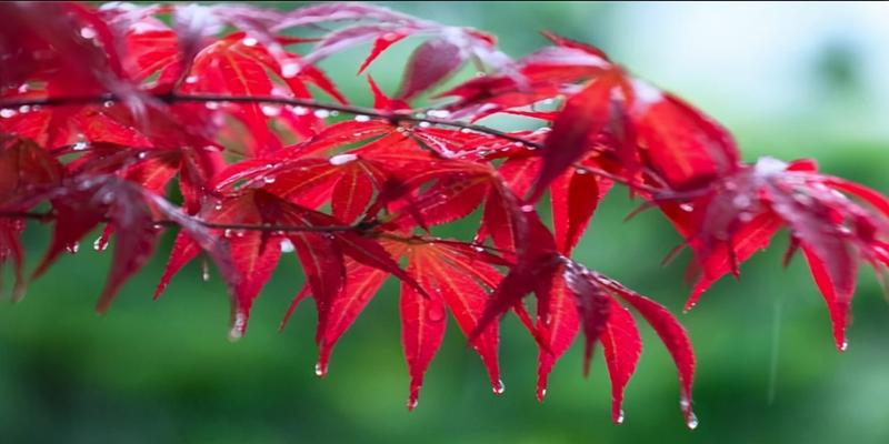 初为霓裳后六爻(史上悲凉凄苦的雨)