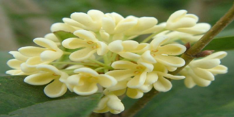 办公室里放什么植物好风水好(办公室花卉摆放有讲究)